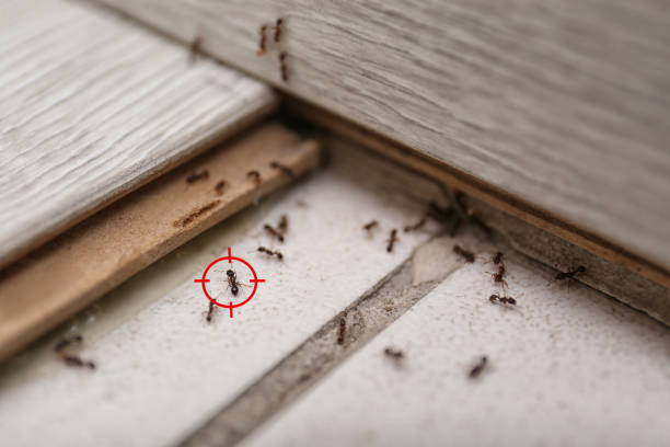Best Pest Control Near Me in Princeton, IL