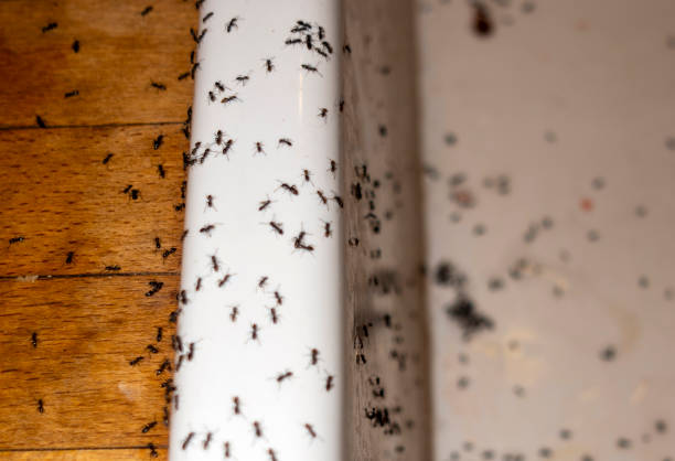 Best Flea Control Services  in Princeton, IL