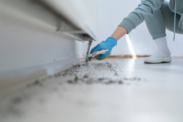 Insect Control in Princeton, IL