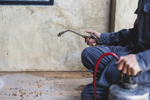 Wasp Removal Services in Princeton, IL